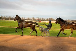 Cheval,-Chevaux,-Domaine-de-Grosbois,-Drivers,Grosbois,-Kaleidos,-Kaleidos-images,-La-parole-à-limage,-Marolles-en-Brie,-Sulky,-Tarek-Charara,-Trot,-Trotteurs